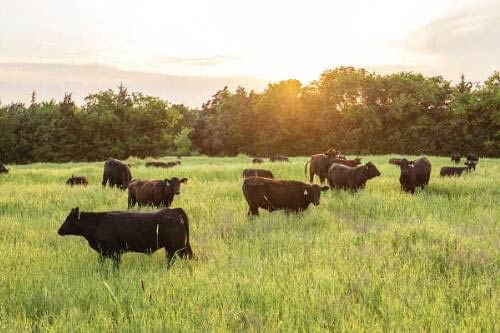 Cattle Pasture