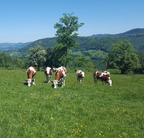 Regenerative Farming