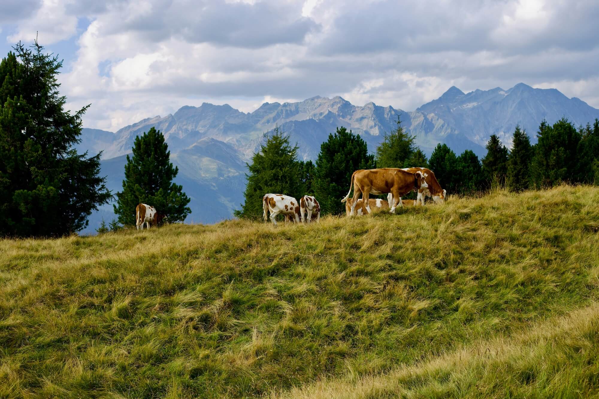 Cattle grazing on lush American grasslands — regenerative farming
