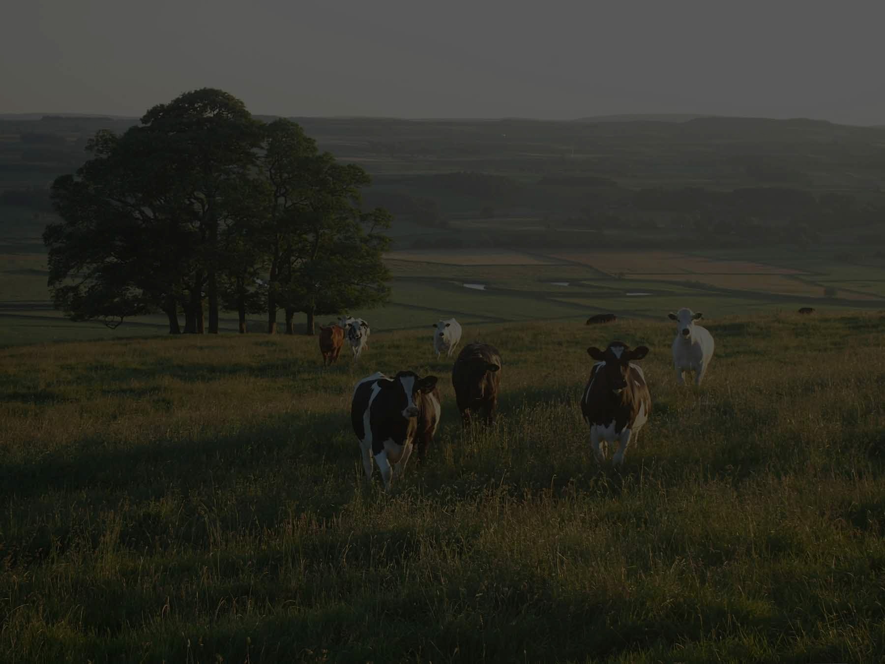 Green Pasture
