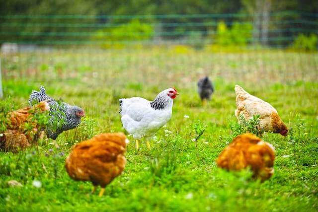 Chicken Pasture