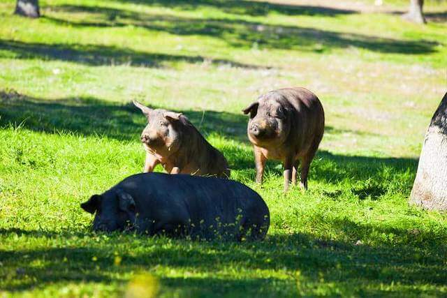Pig Pasture