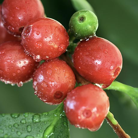 Coffee Fruit