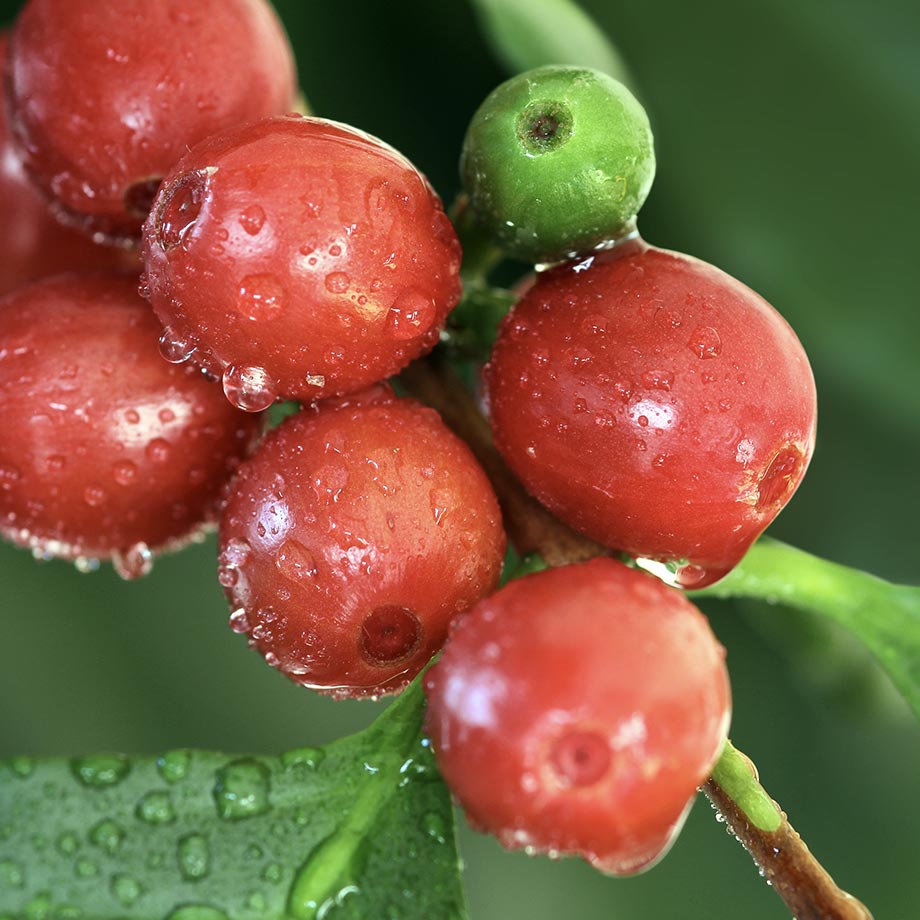 Coffee Fruit