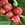 Coffee Fruit
