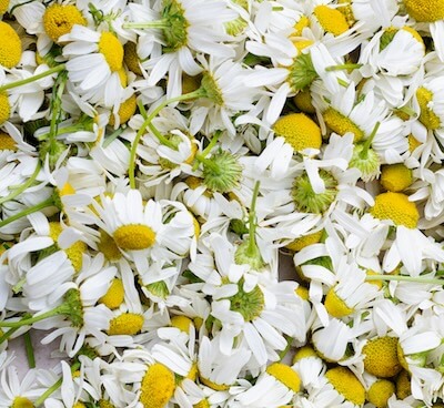 Chamomile