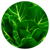 Ingredient